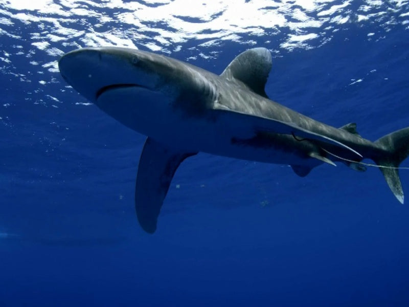 Shark Dive Experience at SEA LIFE Melbourne Aquarium