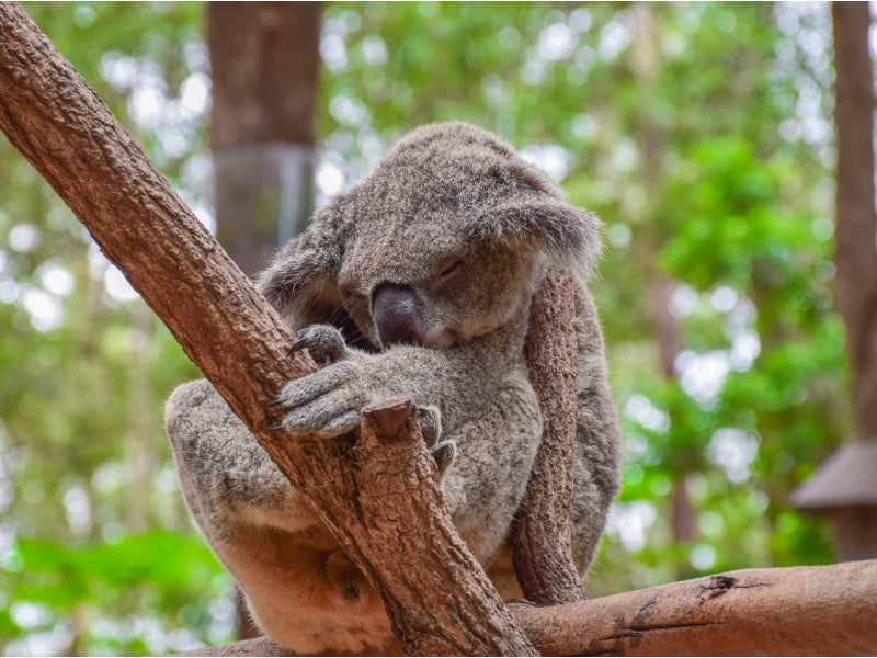 Currumbin Wildlife Sanctuary Entry Ticket