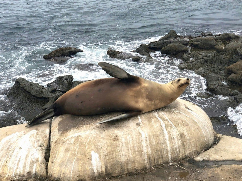 Kangaroo Island Highlights Guided Day Tour