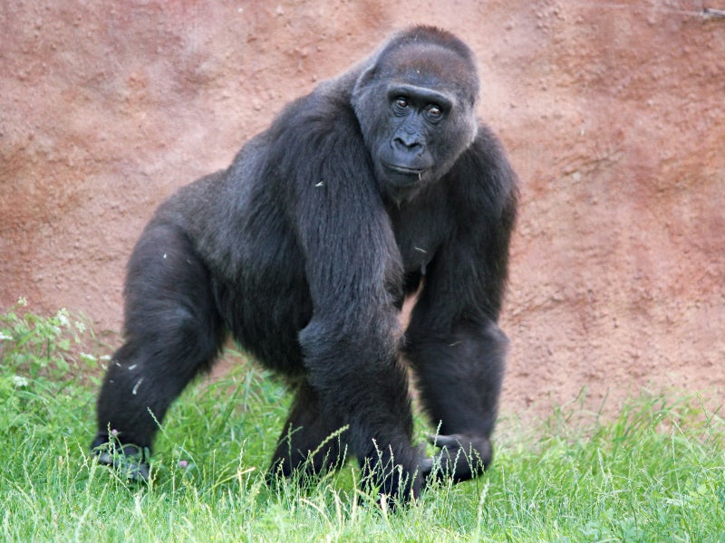 Melbourne Zoo Admission Tickets