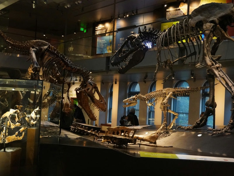 Melbourne Museum Tickets & Exhibitions