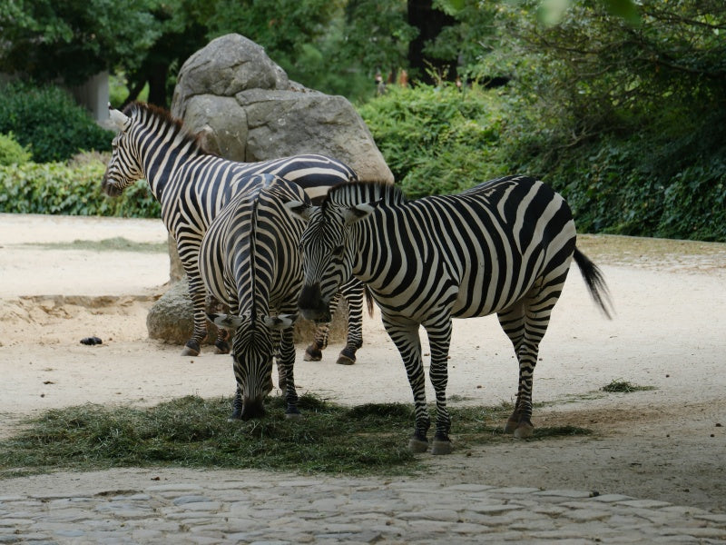 New York Bronx Zoo Admission Ticket