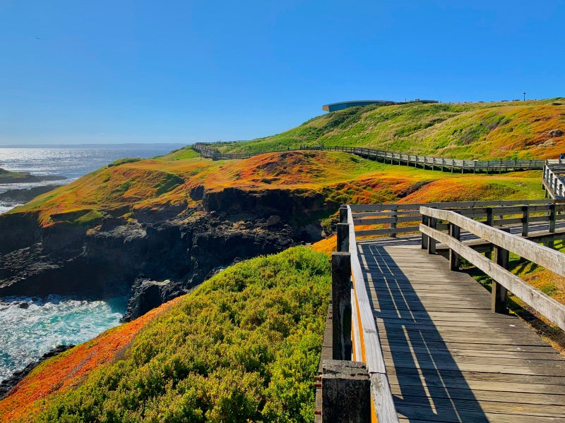 Melbourne to Phillip Island Penguin Parade Day Tour