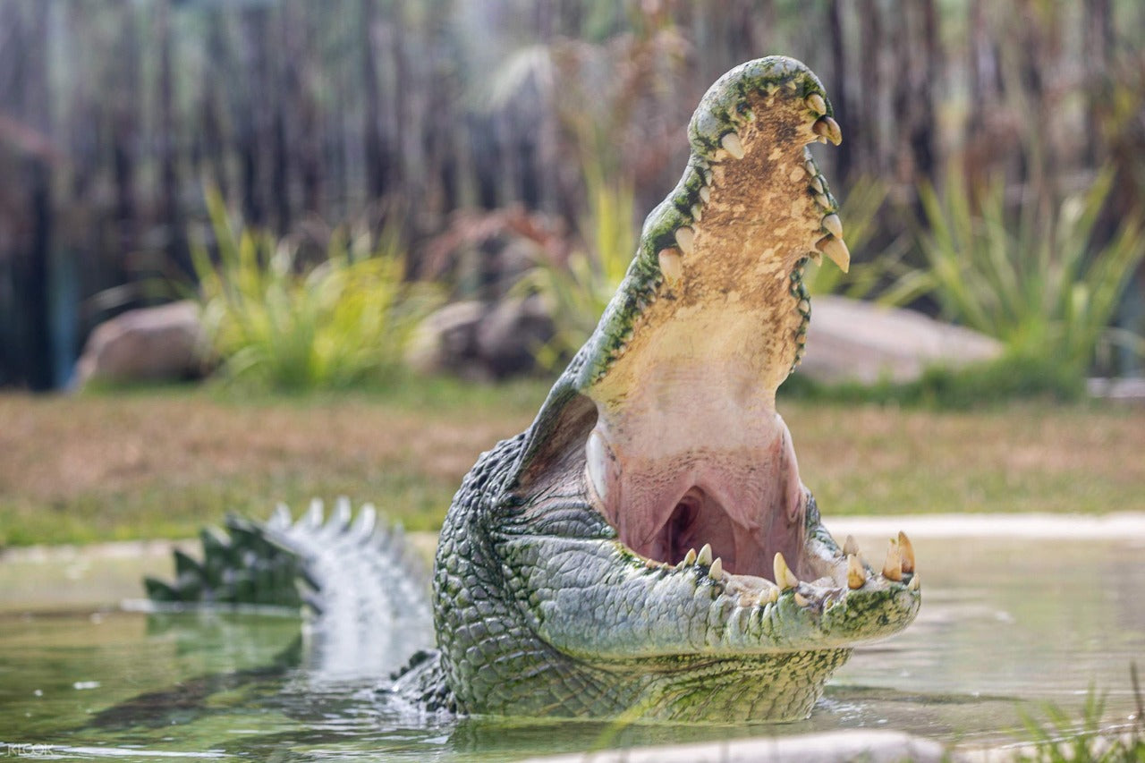 Sydney Zoo