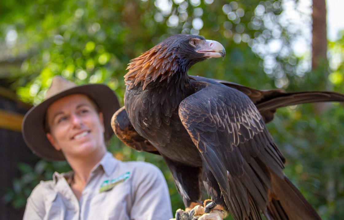 Currumbin Wildlife Sanctuary Ticket