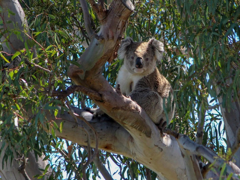 Kangaroo Island Highlights Guided Day Tour