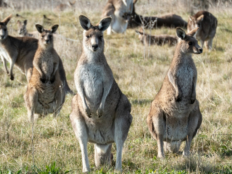 Melbourne Wildlife Day Tour: Healesville Sanctuary & Phillip Island