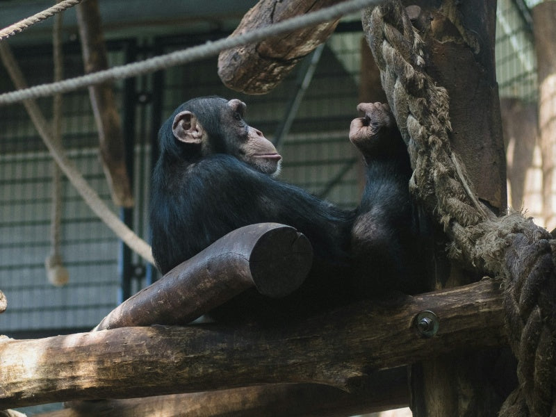Sydney Zoo Entry Tickets