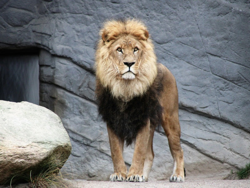 Melbourne Zoo Admission Tickets