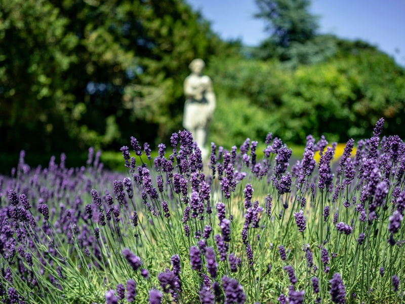 Ashcombe Maze & Lavender Gardens Tickets