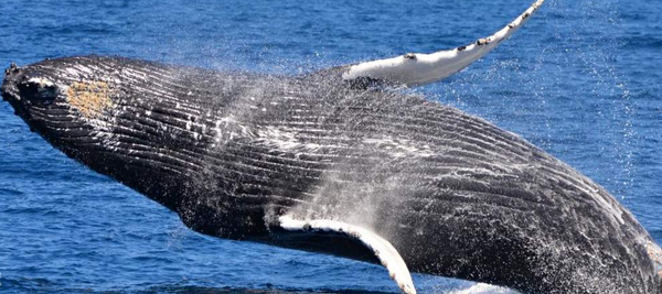 赏鲸体验（伯斯出发）