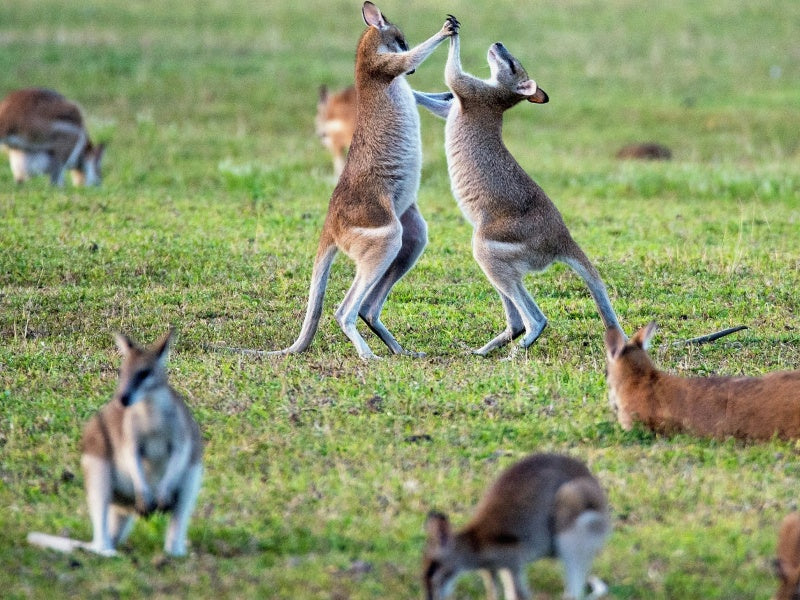 Australian Wildlife & Waterfalls Experience