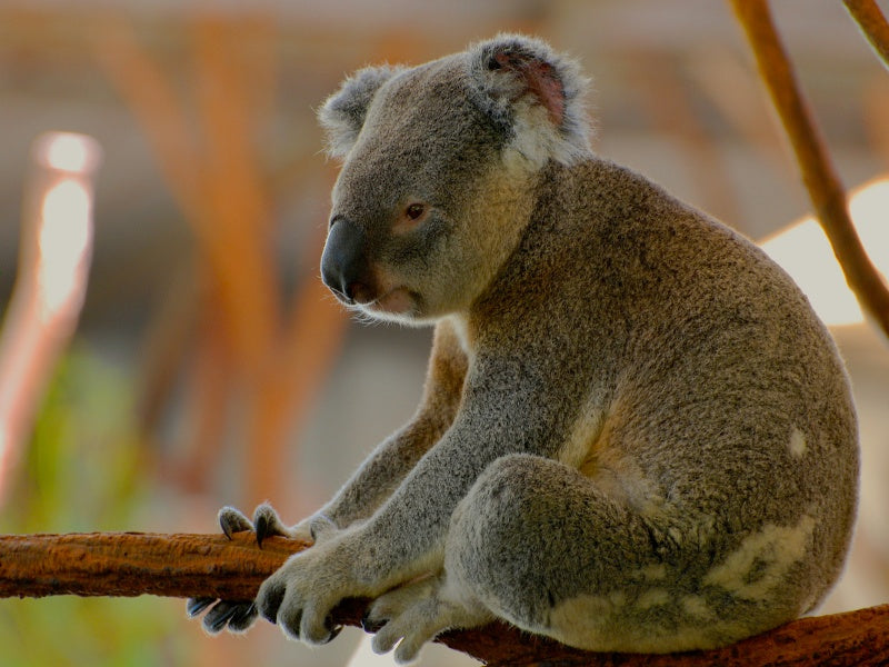 Melbourne Zoo Admission Tickets