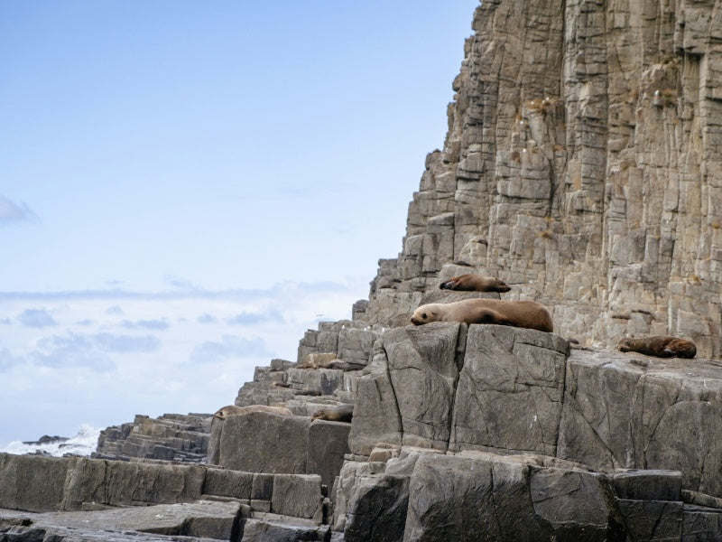 Melbourne Wildlife Day Tour: Healesville Sanctuary & Phillip Island