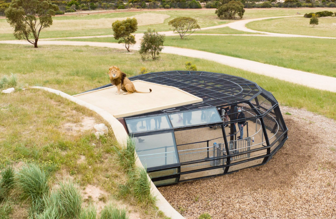Lions 360 Experience & A Day at Monarto Safari Park