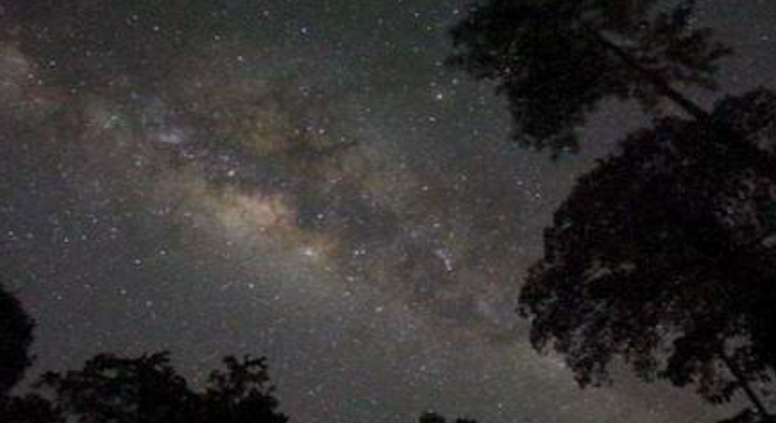 Gold Coast Glow Worm Night Tour with Chinese-Speaking Guide