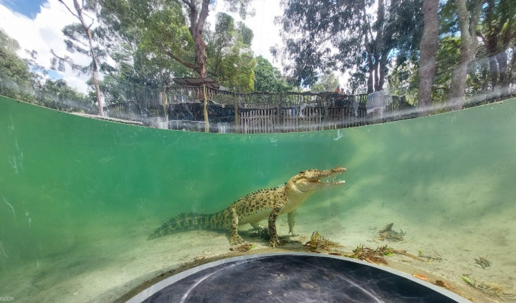 Entrance ticket to the Loongbai Koala Zoo