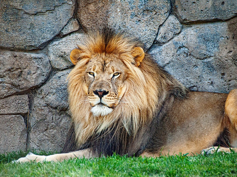 Sydney Zoo Entry Tickets