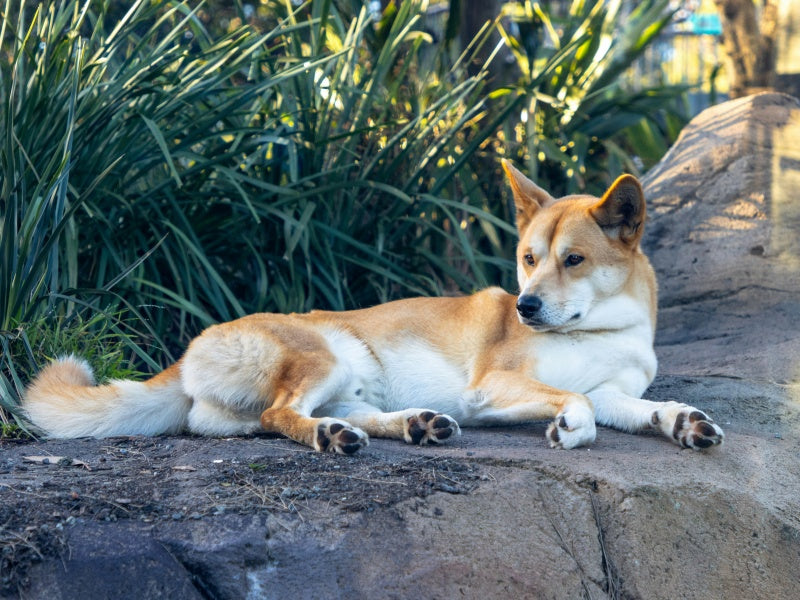 Lone Pine Koala Sanctuary Entry Tickets