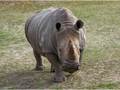 Monarto Safari Park Rhino Encounter Experience