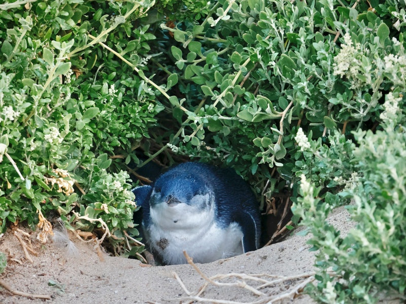 Melbourne to Phillip Island Penguin Parade Day Tour