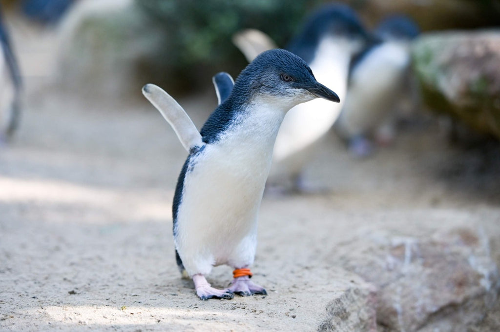 Sydney Featherdale Wildlife Park