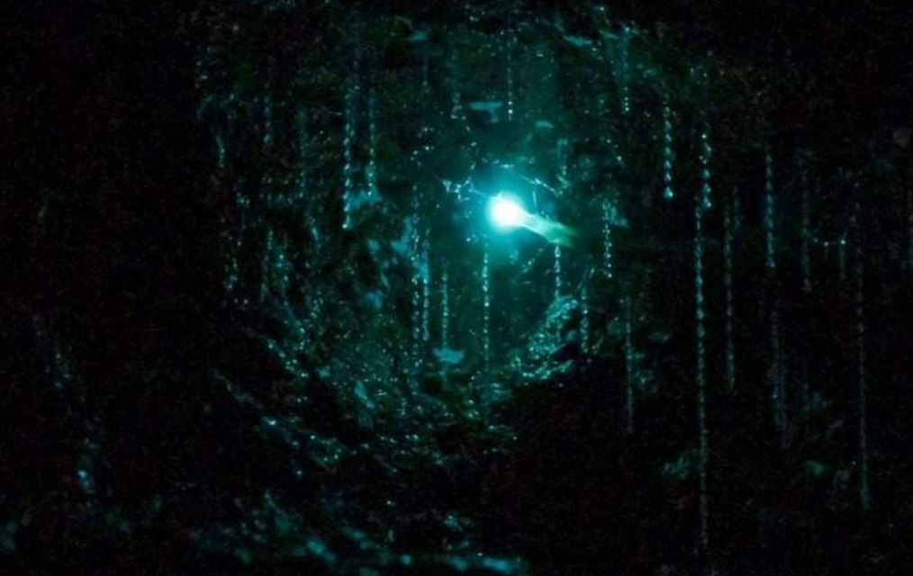 Gold Coast Glow Worm Night Tour with Chinese-Speaking Guide