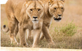 Monarto Safari Park Ticket