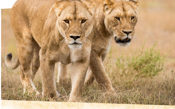 Monarto Safari Park Ticket