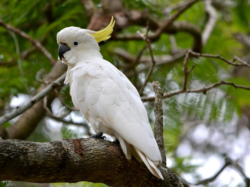WILD LIFE Sydney Zoo Tickets – Entry & Admission