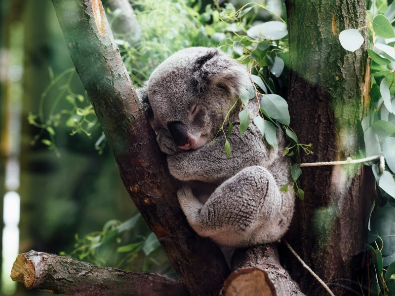 Great Ocean Road Wildlife Wonders Discovery Tour