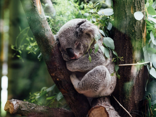 Great Ocean Road Wildlife Wonders Discovery Tour