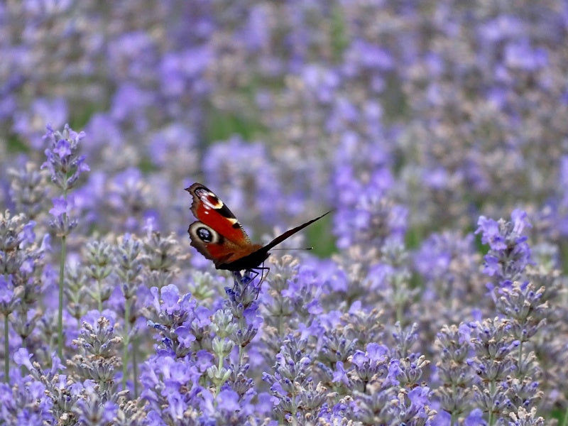 Ashcombe Maze & Lavender Gardens Tickets