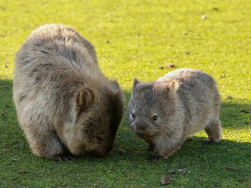 Currumbin Wildlife Sanctuary Entry Ticket