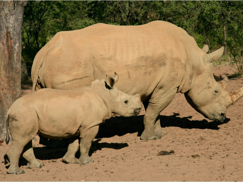 Monarto Safari Park Rhino Encounter Experience