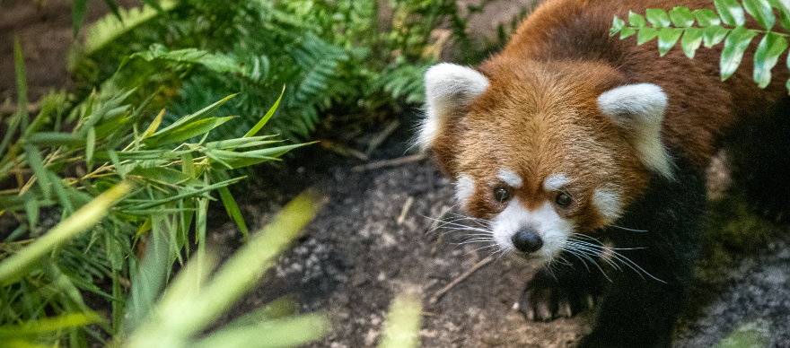 Houston Zoo