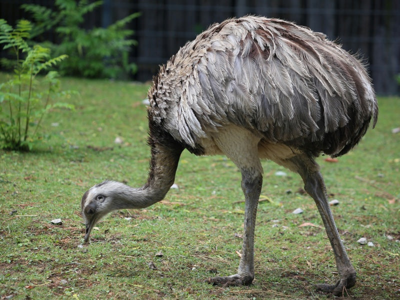 Great Ocean Road Wildlife Wonders Discovery Tour