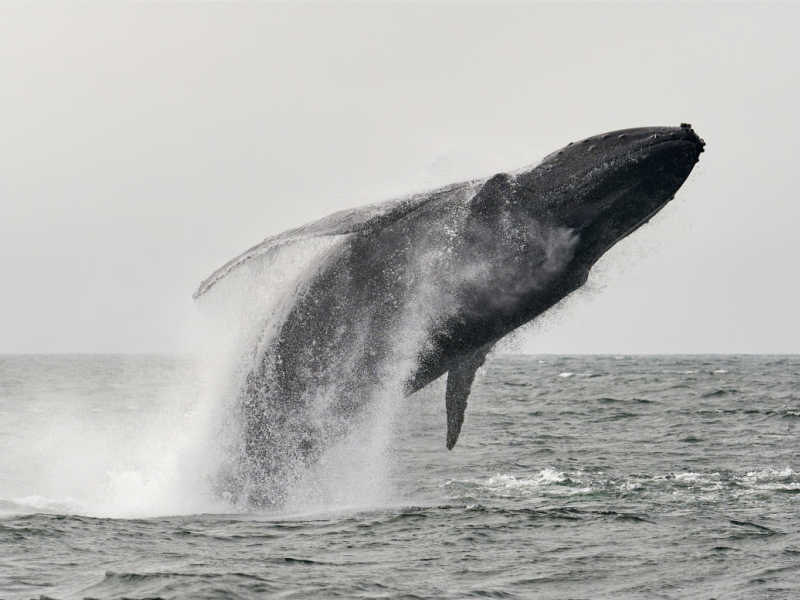 Sydney Whale Watching Cruise with Meal Included