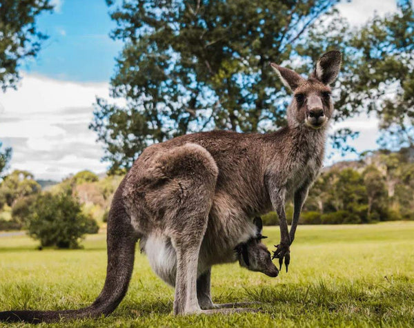 Half-Day Canberra Wildlife Tour