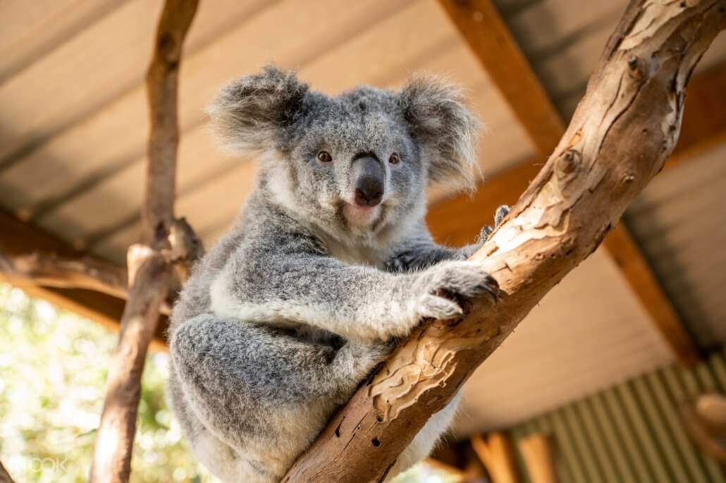 Sydney Featherdale Wildlife Park