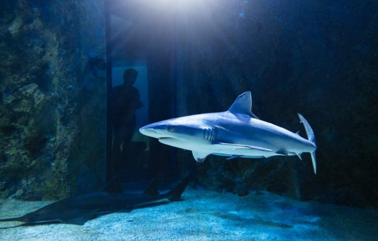 Sydney Aquarium