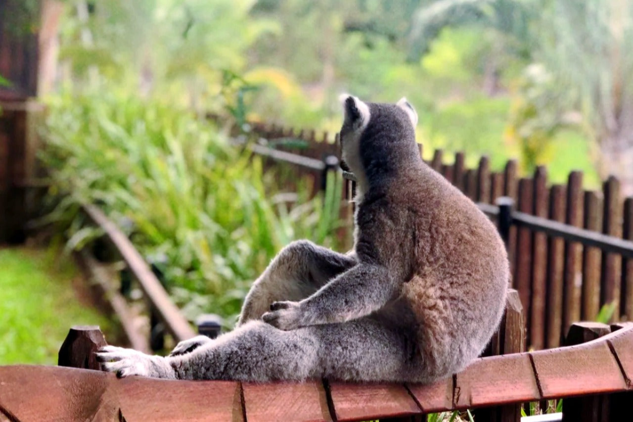 Australia Zoo Admission (Brisbane & Gold Coast Transfer)