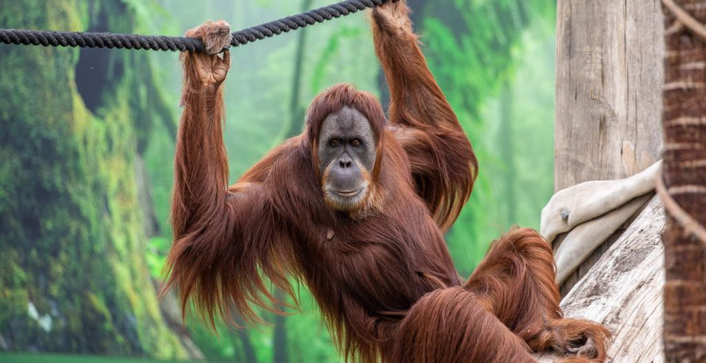Sydney Zoo