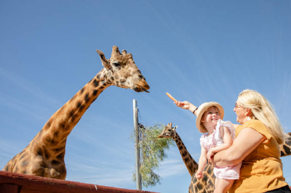 Giraffe Safari Experience and A Day at Monarto Safari Park