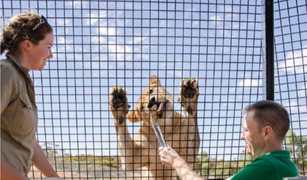 Lions 360 Experience & A Day at Monarto Safari Park