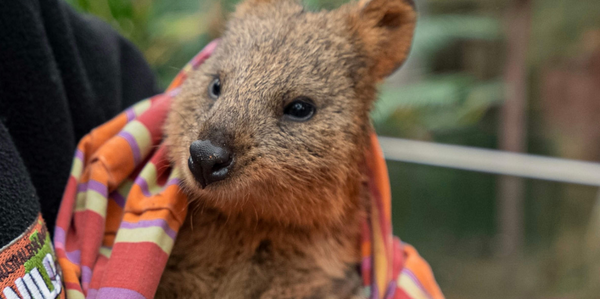 雪梨野生动物园