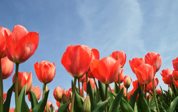 奥克兰郁金香节