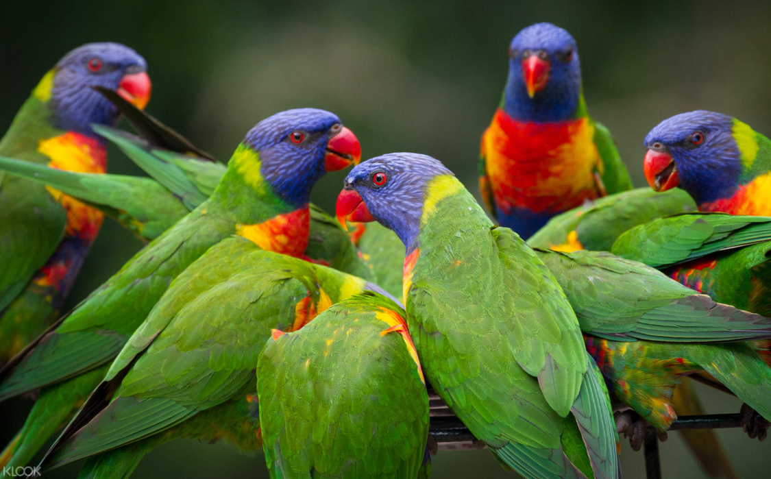 Currumbin Wildlife Sanctuary Ticket