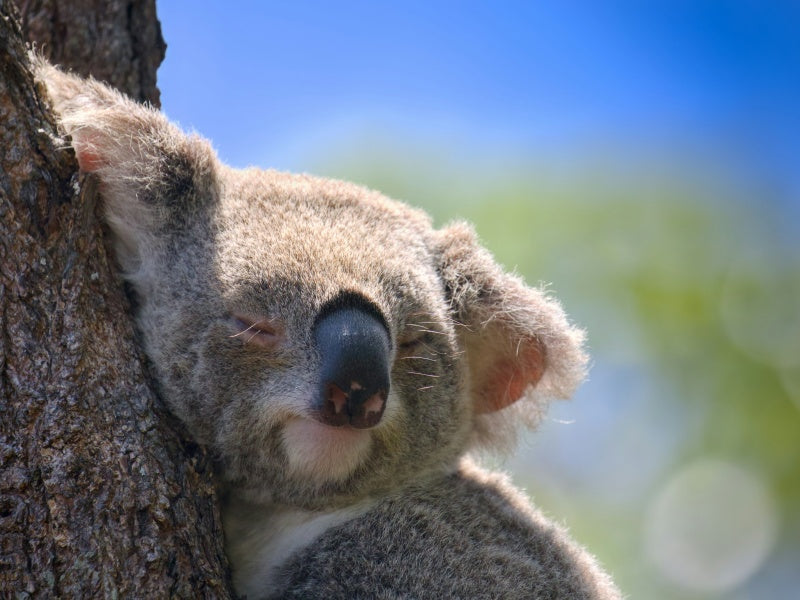 Adelaide Zoo Entry Ticket