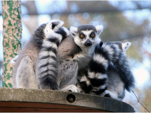 Adelaide Zoo Entry Ticket